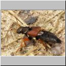 Staphylinus dimidiaticornis - Kurzfluegler 01 19mm.jpg